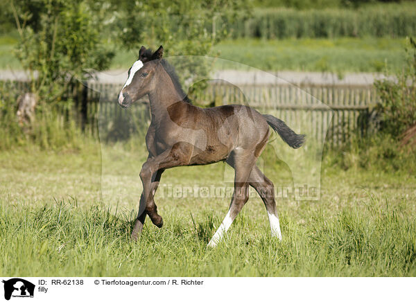 Stutfohlen / filly / RR-62138