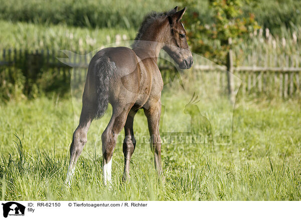 Stutfohlen / filly / RR-62150