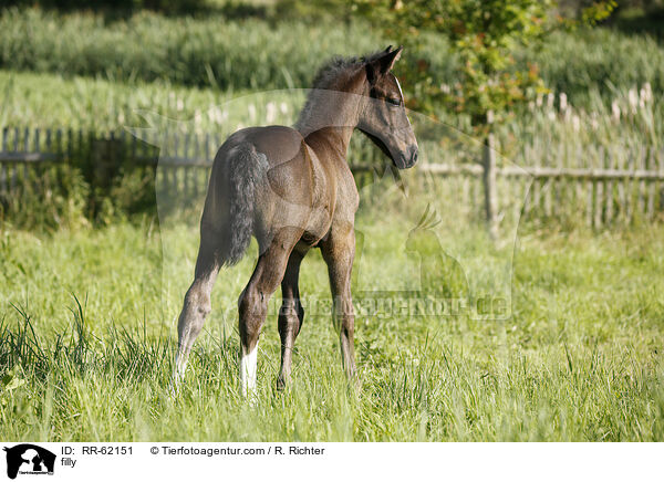 Stutfohlen / filly / RR-62151