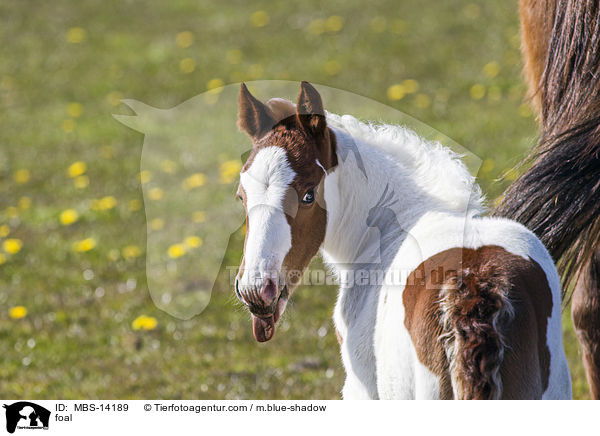 foal / MBS-14189