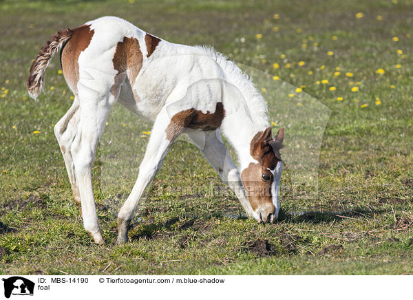 foal / MBS-14190