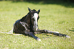 newborn foal
