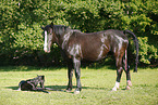 newborn foal