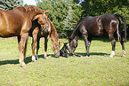 newborn foal
