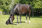 newborn foal
