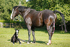 newborn foal