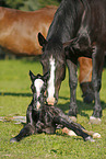 newborn foal