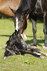 newborn foal