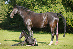 newborn foal