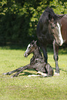 newborn foal