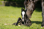 newborn foal