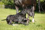newborn foal