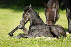 newborn foal