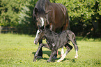 newborn foal