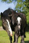 newborn foal