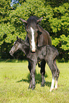 newborn foal
