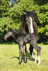 newborn foal