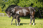 newborn foal