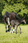 newborn foal