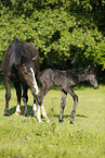 newborn foal
