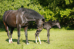 newborn foal