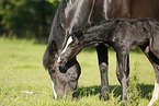 newborn foal