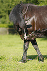 newborn foal