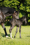 newborn foal