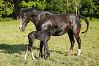 newborn foal