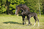 newborn foal