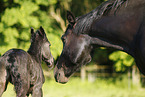 newborn foal