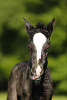 newborn foal