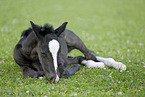 foal