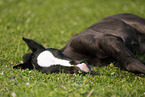 foal