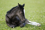 foal