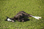 foal