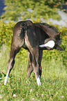 filly