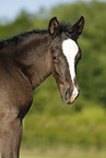 filly