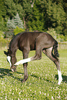 filly