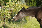 filly