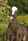 filly