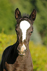 filly