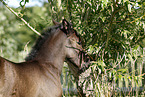 filly