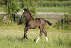 filly