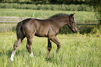 filly