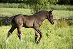 filly