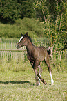 filly
