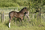 filly