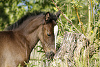 filly