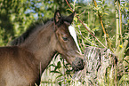 filly